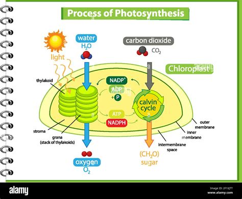 What Is Photosynthesis Draw A Schematic Diagram To Show Photosynthesis Kulturaupice