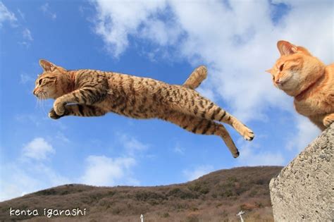 写真1120｜ 飛び猫写真展 広島・宮城・秋田で、ネコの ジャンプ姿 を捉えた作品展示andグッズ販売も ファッションプレス