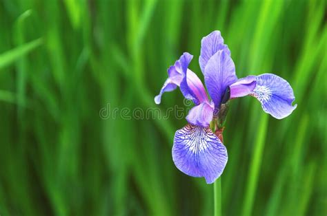 Blue Iris Flower Closeup On Green Garden Background Stock Image Image