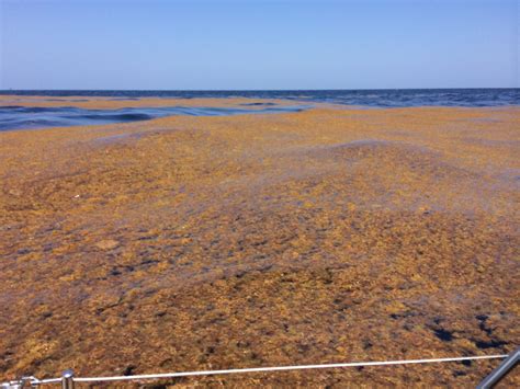 5202014 This Is Seaweed That The Currents Sent Up From The Sargasso Sea This Stuff Started