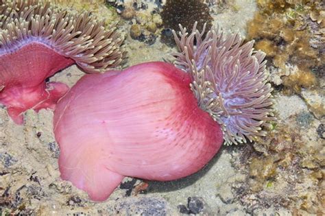 Magnificent Sea Anemone Information And Picture Sea Animals