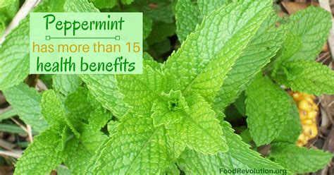 15 Peppermint Health Benefits