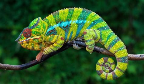 Top 20 Best Pet Lizards For Beginners - Everything Reptiles