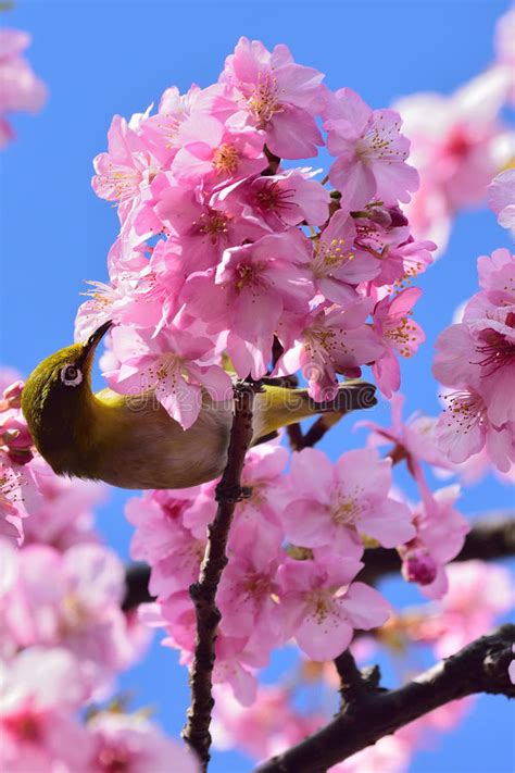 Japanese White Eye On A Pink Cherry Blossom Tree Stock