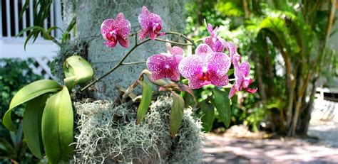 Orchid Treatments Most Common Diseases And Pests Of This Flower Nexles