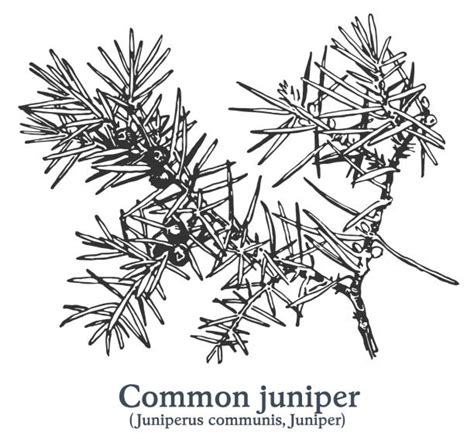 Juniperus Communis Illustrations Royalty Free Vector Graphics And Clip