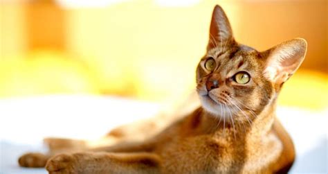 5 Things To Know About Abyssinians