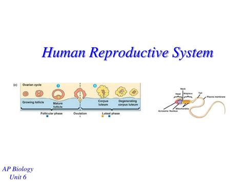 Ppt Human Reproductive System Powerpoint Presentation Free Download Id4499803