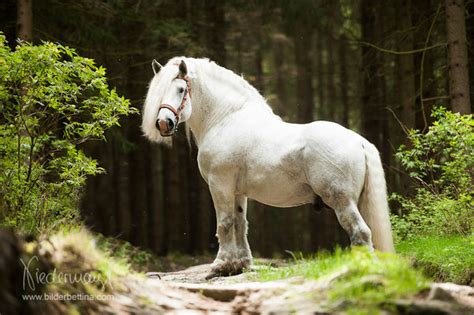 percheron pferdefotografie hundefotografie fotografie bettina niedermayr pferde mensch
