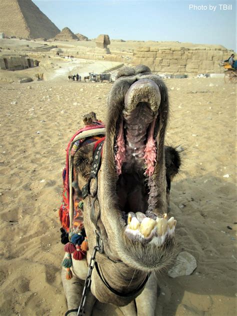 Close up head of funny camel with open mouth in egypt. Photo: Ever wonder what a camel's mouth looks like? Could ...