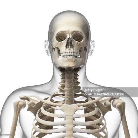 Human Skull And Neck Bones Artwork High Res Vector Graphic Getty Images