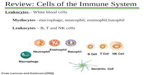 Pptx Review Cells Of The Immune System Leukocytes White Blood