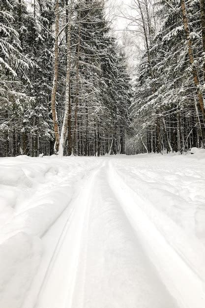 Premium Photo Ski Run In The Winter Forest