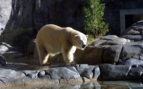 Polar Bears Pictures And Wallpapers Cini Clips