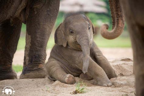 An Incredible Collection Of Baby Elephant Images In Full 4k Over 999