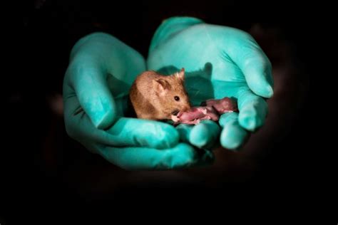 Bimaternal Mice Born As Scientists Explore Same Sex Reproduction Tech News Metro News