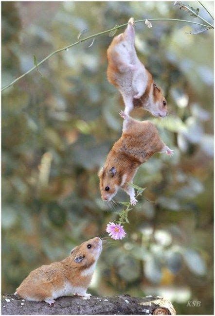 From ants to some other big animals, such organization may translate into gathering and sharing food together, hunting together, grooming each other, and protecting one another. 15 Adorable Animals That Are Helping Each Other Out | CutesyPooh | Cute animals, Super cute ...