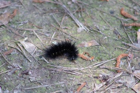 Woolly Bear Caterpillar Stock Photos Pictures And Royalty Free Images