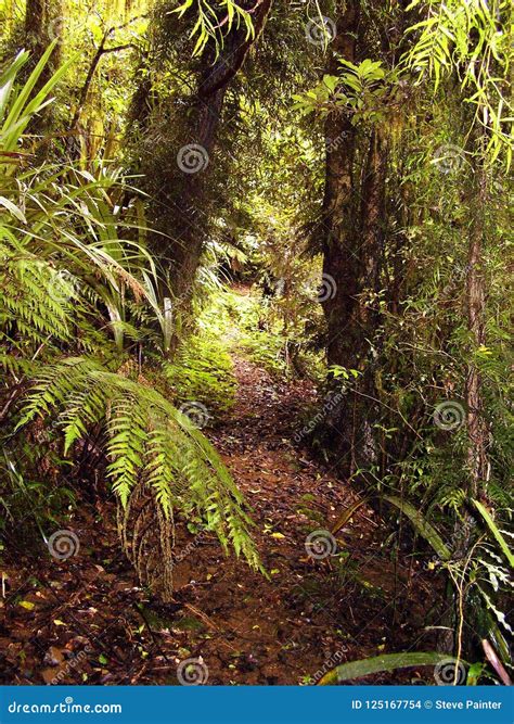 Lush Vegetation On A Trail In The Rain Forest Stock Photo Image Of