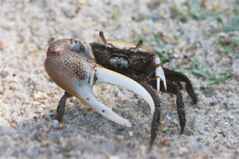 Sand Fiddler Crab South Carolina Aquarium