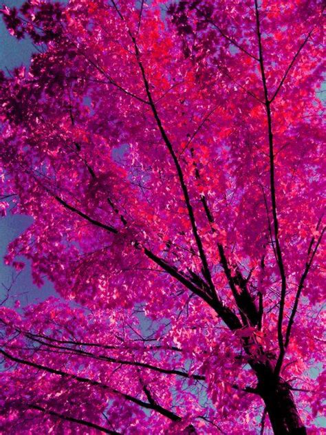 Hotpink Leaves Against The Blue Sky Another Beautiful