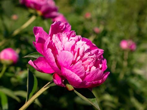 Pink Peony Flower In Garden Stock Image Image Of Greeting Plant
