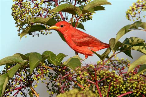 Grow These Native Plants So Your Backyard Birds Can Feast | Audubon