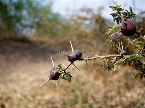 Acacia Branch With Thorns And Fruit Stock Image Image Of Environment