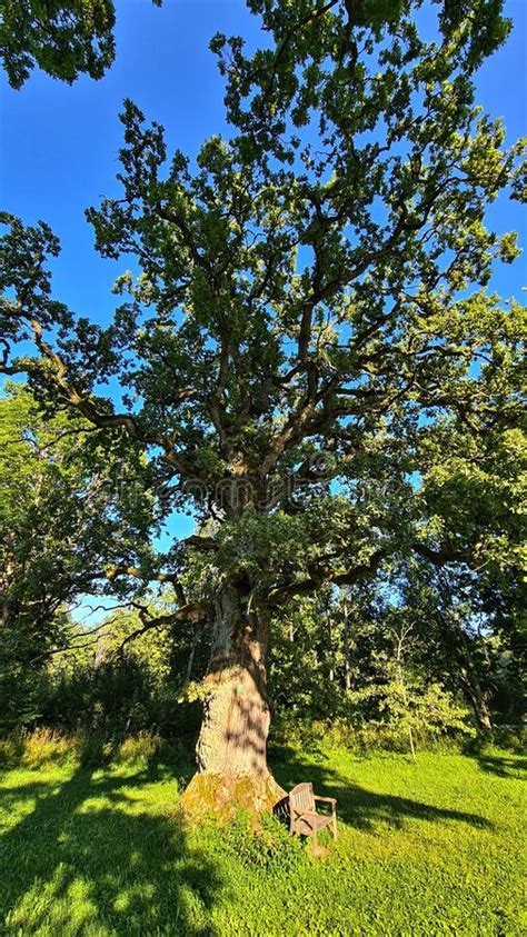 Large Oak Tree With A Very Thick Sap And Branches At The Edge Of The