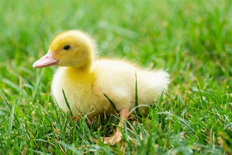Cute Pet Duck Early Morning Little Yellow Duck Foraging In Grassland
