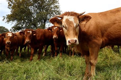 Qué Es El Mal De La Vaca Loca Y Cómo Puede Afectar A Los Humanos Infobae