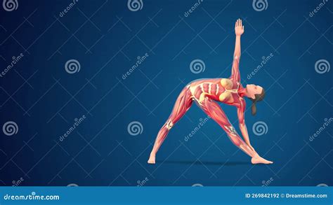 D Human Utthita Trikonasana Or Extended Triangle Yoga Pose On Blue