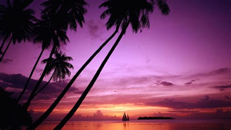 Wallpaper Sunset Palm Tree Silhouette 1920x1200 Hd Picture Image