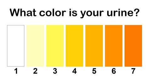 The Color Of Your Urine Tells A Lot About Your Health Small Joys