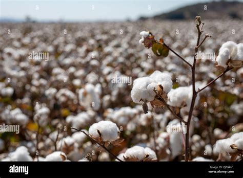 Cotton Fields Ready For Harvesting Stock Photo Alamy