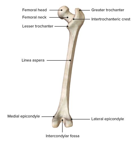 Anatomia Femore