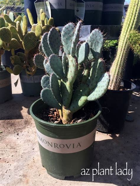 Care Of Cacti And Succulents In The Desert Garden