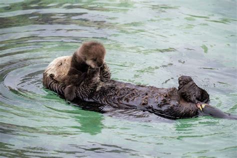 Sea Otter Births Pup Inside Aquarium S Tide Pool As Onlookers Watch