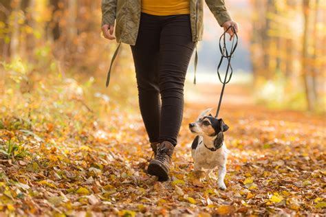 Des Conseils Pour Bien Promener Son Chien Dog And Catpattes