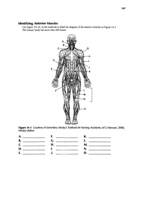 Human Body Muscle Diagram Worksheet 101 Diagrams