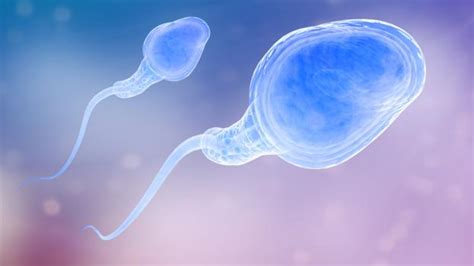Bbc Earth Sperm Has Evolved To Stay Fresh