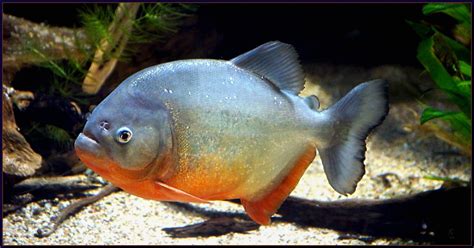 Roter Piranha Pygocentrus Nattereri Mejxu Flickr