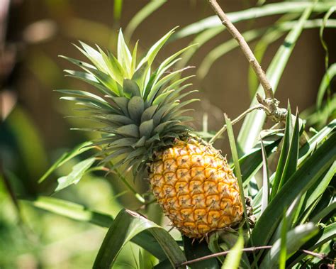 Tips For Growing Tropical Fruit Pineapples In San Antonio