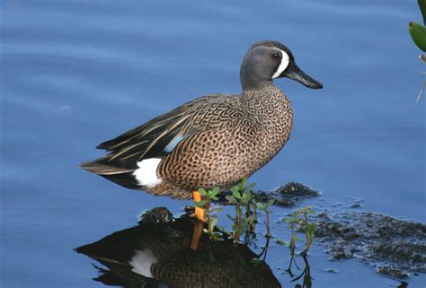 Blue Winged Teal Anas Discors