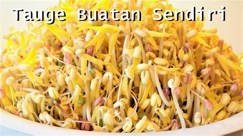 Pertama, masukkan dan rebus mie samyang sampai matang. Cara Membuat Tauge Super / Cara Membuat Tauge Dengan Kualitas Super Posts Facebook - Menarik ...