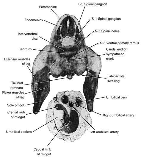 Atlas Of Human Embryos Figure 7 32 54