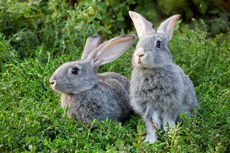 5 wild rabbit and how to seize one. How Do Rabbits Catch Myxomatosis? | Rabbit Health ...