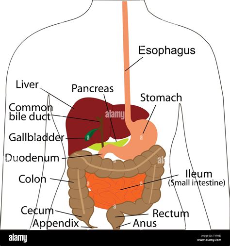 Verdauungssystem Chart Verdauungsorgane In Einem Menschlichen Körper Vector Illustration Des