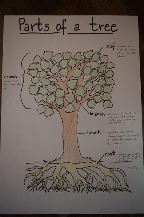 Parts Of A Tree Poster