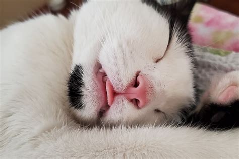 Kenapa Kucing Menjulurkan Lidah Saat Tidur Ini 5 Alasannya